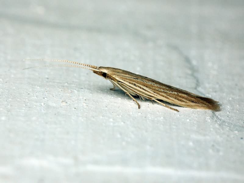 Coleophora quadruplex McDunnough, 1940